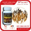 Đông Trùng Hạ Thảo Life Shield Cordyceps 525mg USA 2 Đông Trùng Hạ Thảo Life Shield Cordyceps 525mg USA
